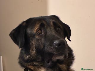 Mixed Breed dogs Looking to rehome Blu - Advert 7