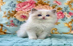Ragdoll cats for sale: 3 blue bicolour boys  - Image 1