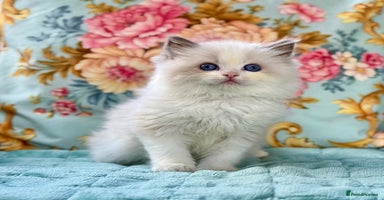 Ragdoll cats - Advert 11