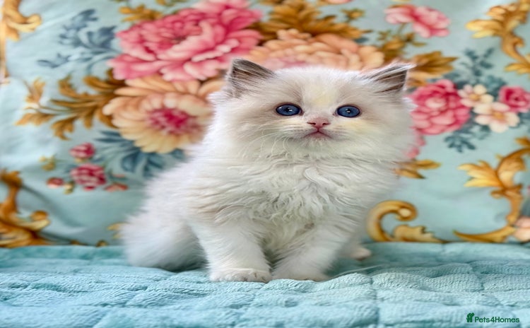 Ragdoll cats - Advert 10