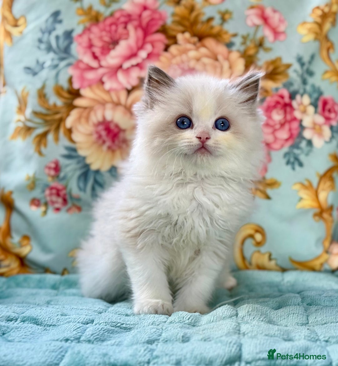 Ragdoll cats for sale: 3 blue bicolour boys  - Image 1