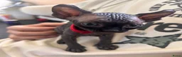 Sphynx cats for sale: Canadian x Elf Sphynx Kittens - Advert 12