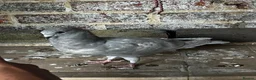 Pigeons birds for sale: Figuritas pigeoni  - Advert 2