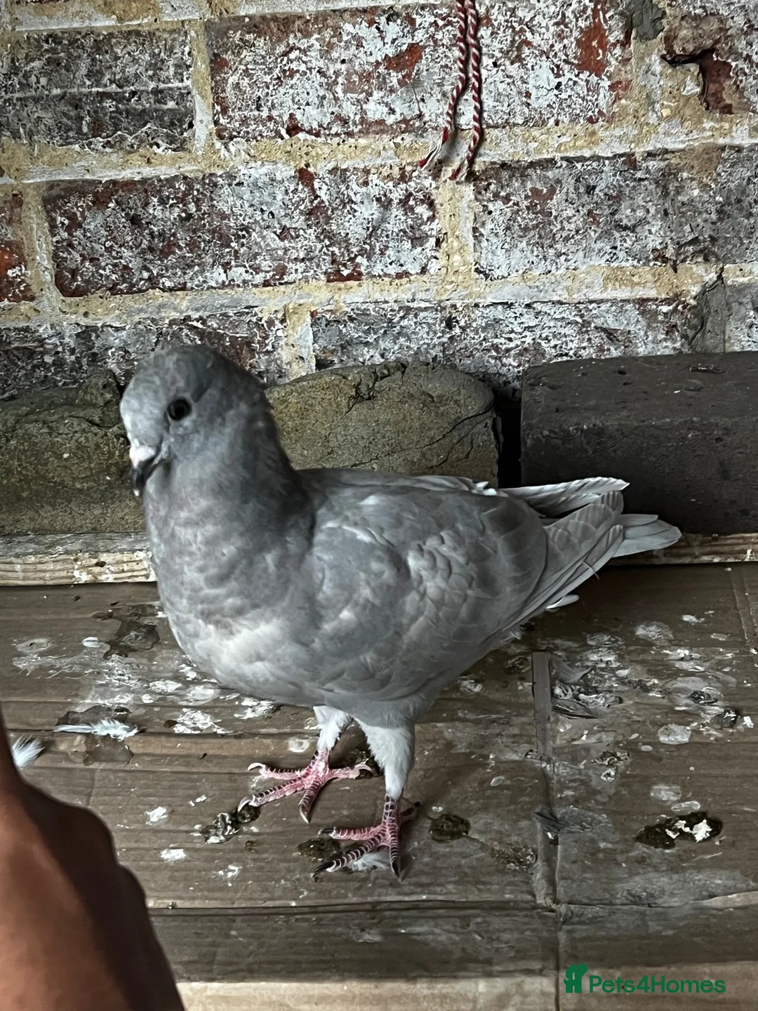 Pigeons birds for sale: Figuritas pigeoni  - Advert 2