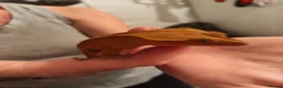 Gecko reptiles for sale: Crested geckos and /morning geckos - Advert 4