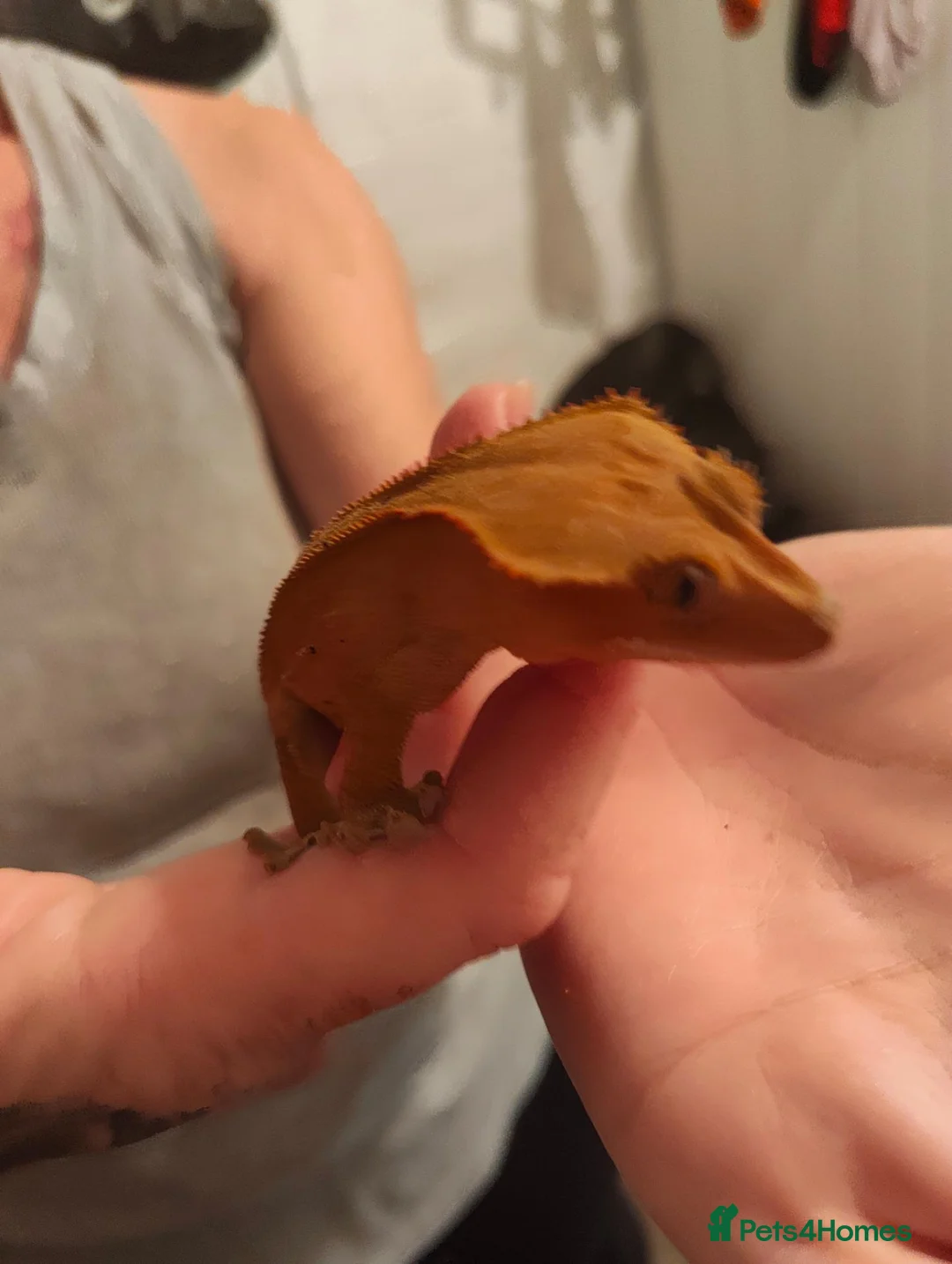 Gecko reptiles for sale: Crested geckos and /morning geckos - Advert 4