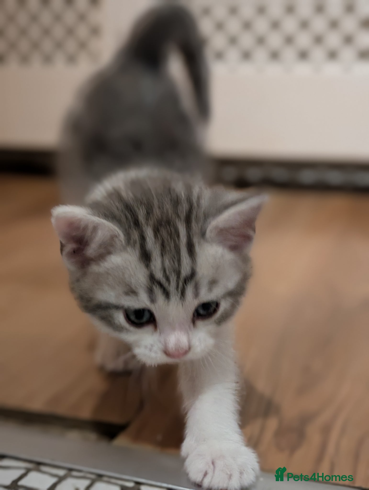 Mixed Breed cats Cute kitten looking for a loving home – ready now - Advert 2