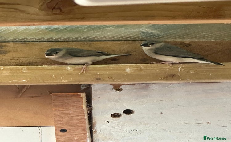 Doves birds - Advert 2