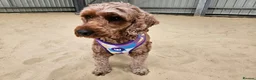 Poodle dogs for adoption: Luna  - Advert 6