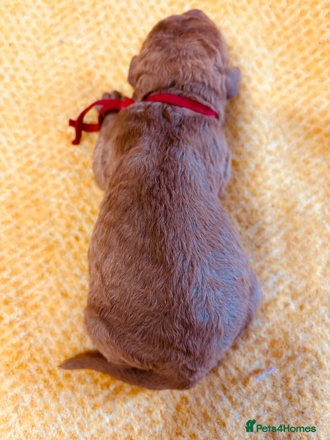 Labradoodle dogs for sale: Medium sized F1b Labradoodles  - Advert 30