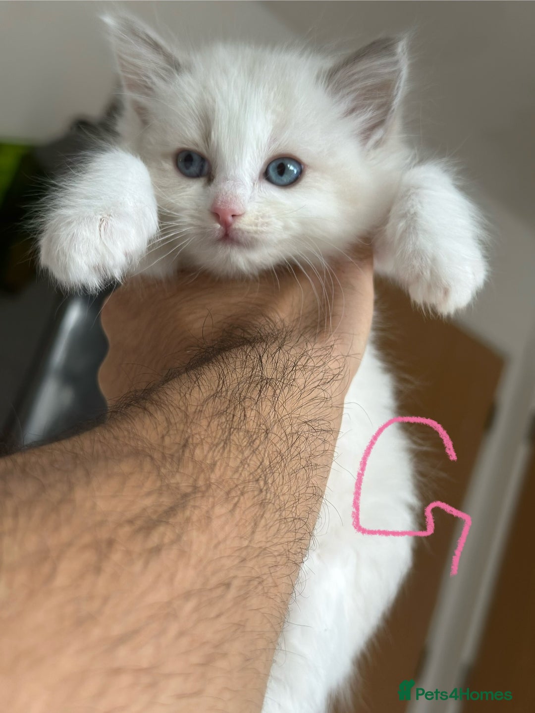 Ragdoll cats for sale: Gorgeous Balls Of Fluff 🥰😻🤗 - Image 20