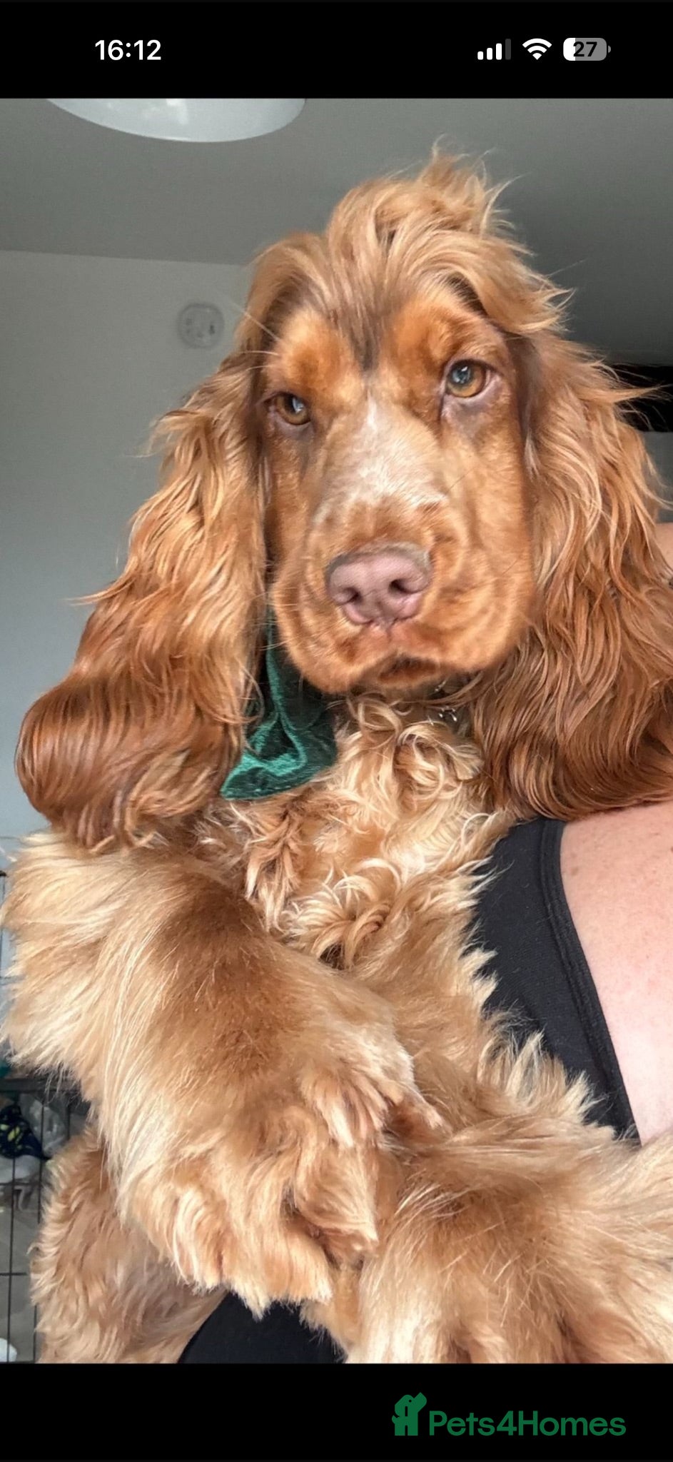 Cocker Spaniel dogs 🐶RIZI BIZI beautiful pedigree show spaniels🐶 - Advert 2