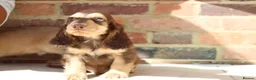 Cocker Spaniel dogs for sale: Kennel Club Registered Show Type Cocker puppies - Advert 24