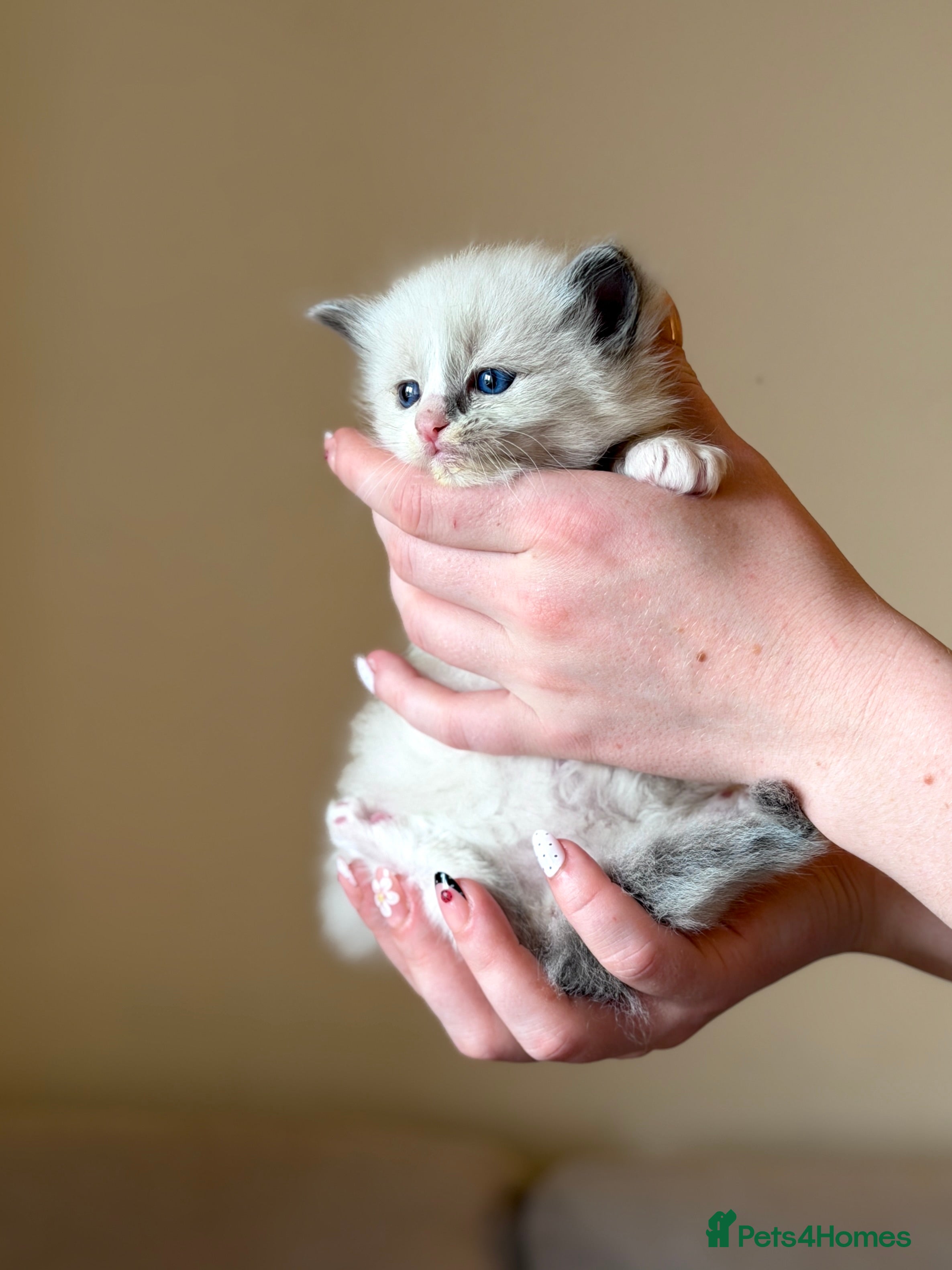 Ragdoll cats Exceptional Quality Ragdoll Kittens  - Advert 3