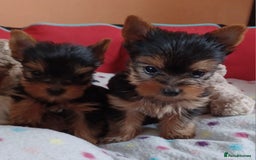 Yorkshire Terrier dogs for sale: Super mini Yorkshire terrier puppy pedigree cert - Image 3