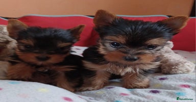 Yorkshire Terrier dogs - Advert 3