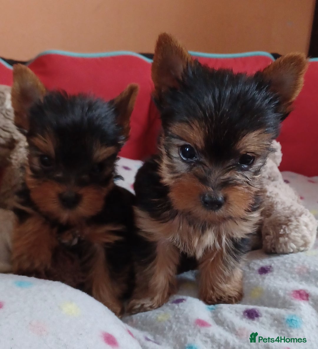 Yorkshire Terrier dogs for sale: Super mini Yorkshire terrier puppy pedigree cert - Image 3