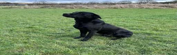 Labrador Retriever dogs for sale: Confident, Clever KC Labrador Puppies - Advert 3