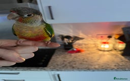Conures birds for sale: Green cheek cross pineapple Conure  - Image 2