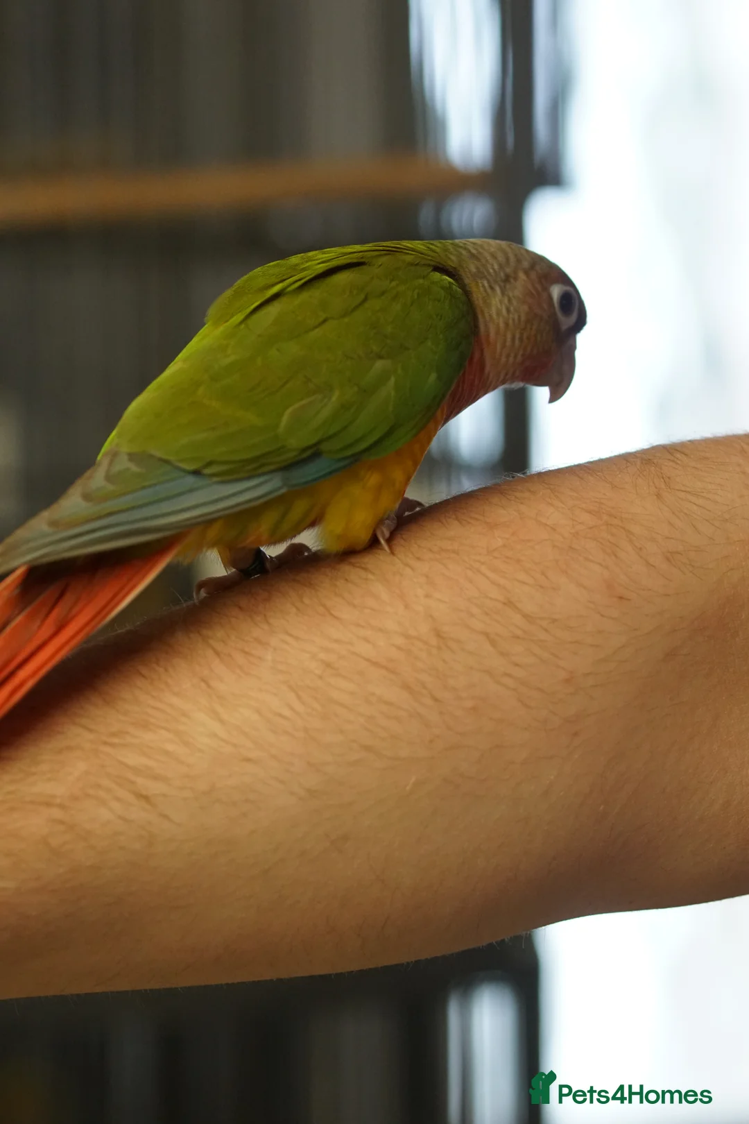 Conures birds for sale: Tame Young Conures  - Advert 2