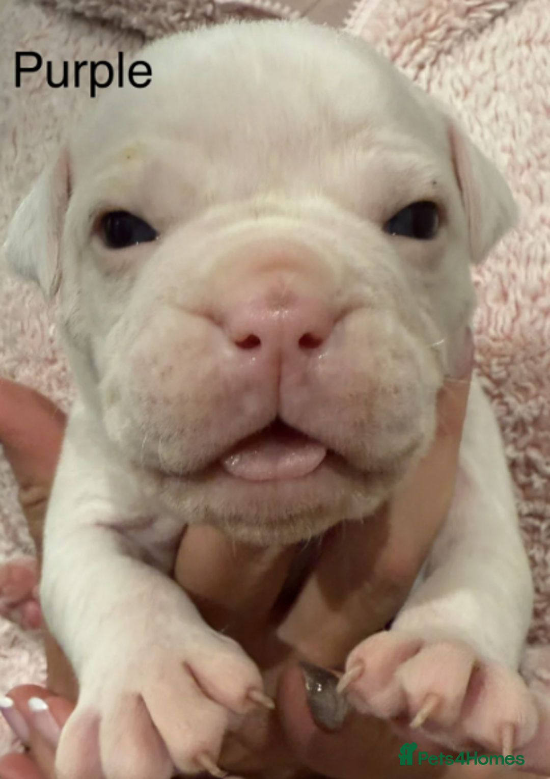 Olde English Bulldogge dogs for sale: 9 Olde English Bulldogge NEBBR registered puppies - Advert 9