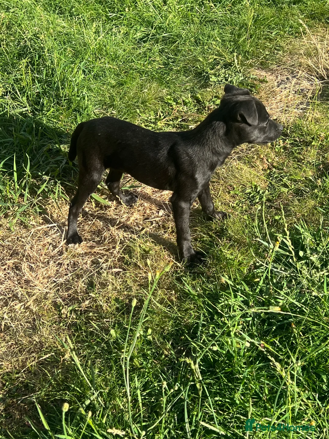 Patterdale Terrier dogs for sale: Patterdale terrier  - Advert 8