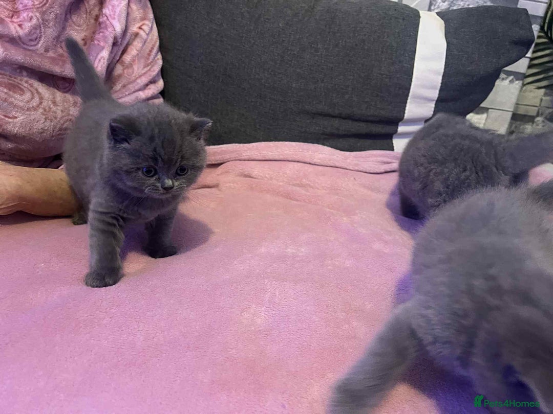 British Shorthair cats for sale: 3 Adorable BRITISH SHORTHAIR!!!!  - Advert 9