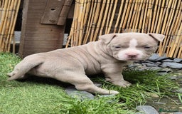 American Bully dogs for sale: Champagne, Chocolate, Merle Micro Pocket Bullys  in Wilmslow - Image 24
