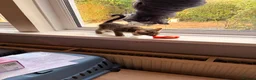 Maine Coon cats for sale: Maine coin x bengal kittens  in Melksham - Advert 2