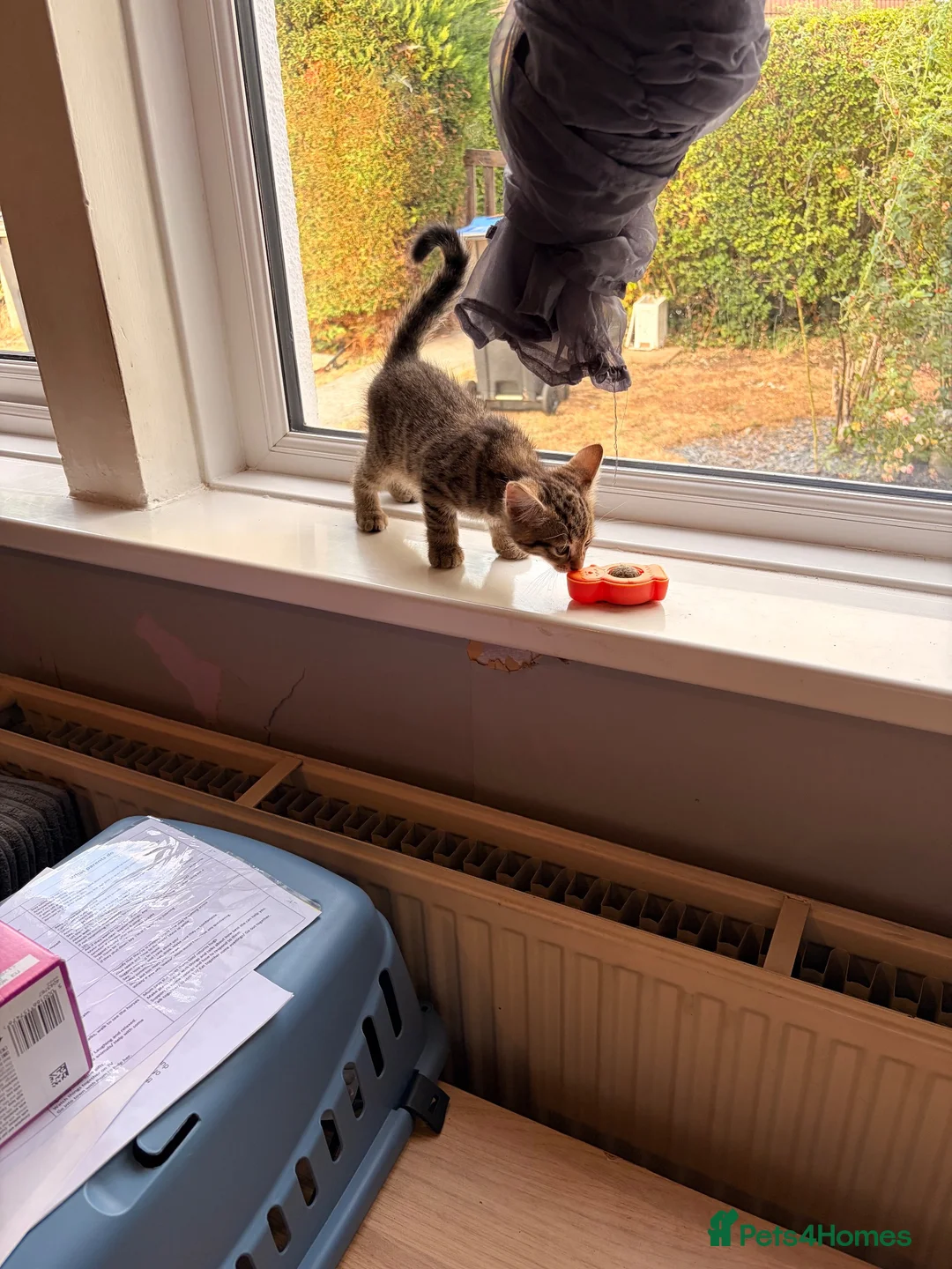 Maine Coon cats for sale: Maine coin x bengal kittens  in Melksham - Advert 2
