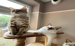 Ragdoll cats for sale: Ragdoll kittens from Moonliteyecats  - Image 37