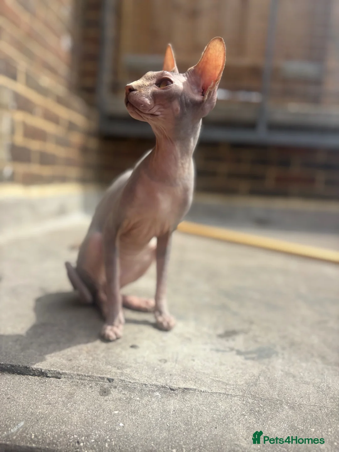 Sphynx cats for sale: Beautiful girl - Advert 1