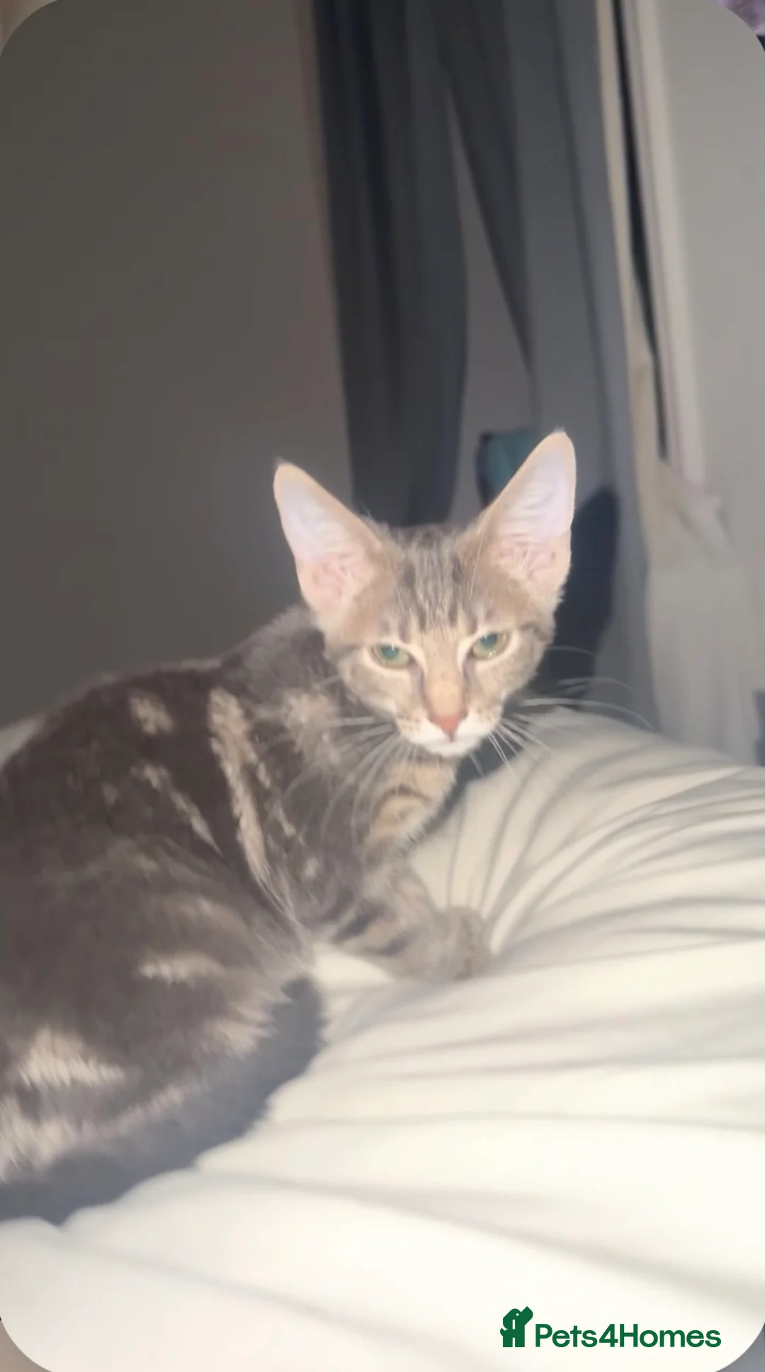 Mixed Breed cats for sale: 5 month old Tabby Kitten  in Nelson - Advert 2