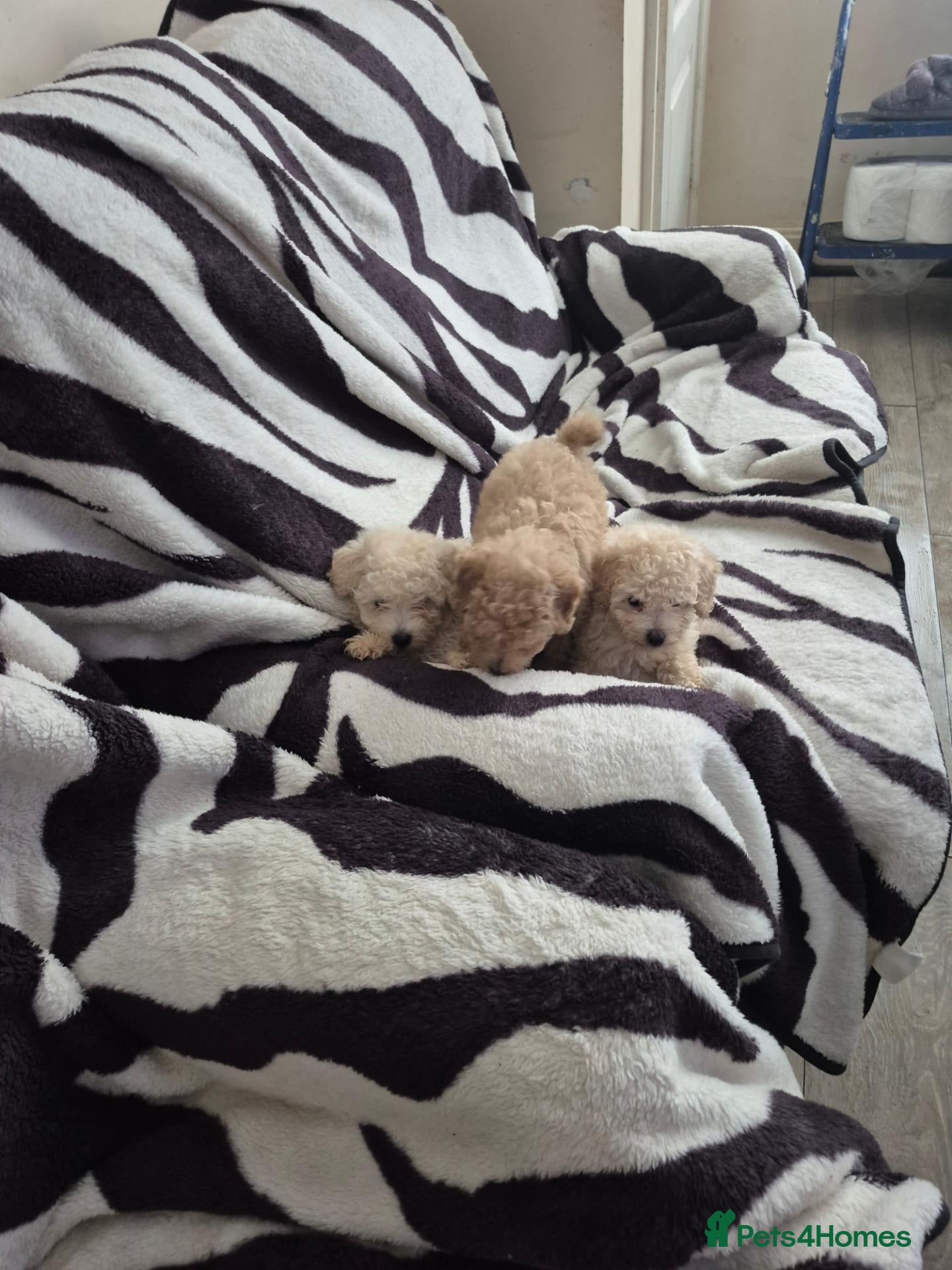 Toy Poodle dogs Toy poodle  - Advert 15