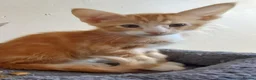 Mixed Breed cats for sale: Maine Coon x Siamese Kittens - Advert 4