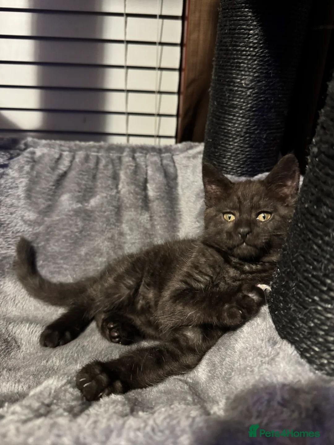 Mixed Breed cats for sale: British short hair cross maine coon  - Advert 7