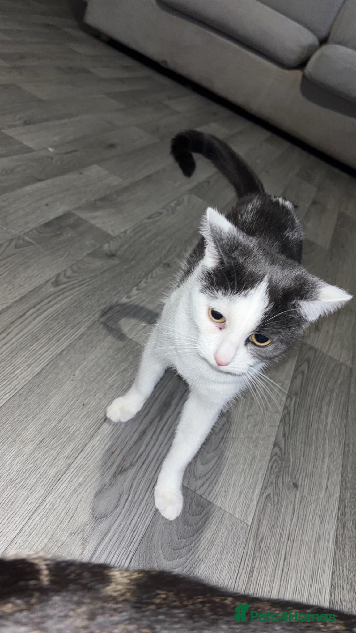 Mixed Breed cats Female cat - Advert 3