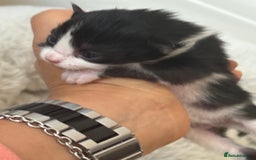 Mixed Breed cats for sale: Seven Tiny Adventures Waiting for Their Families - Advert 19