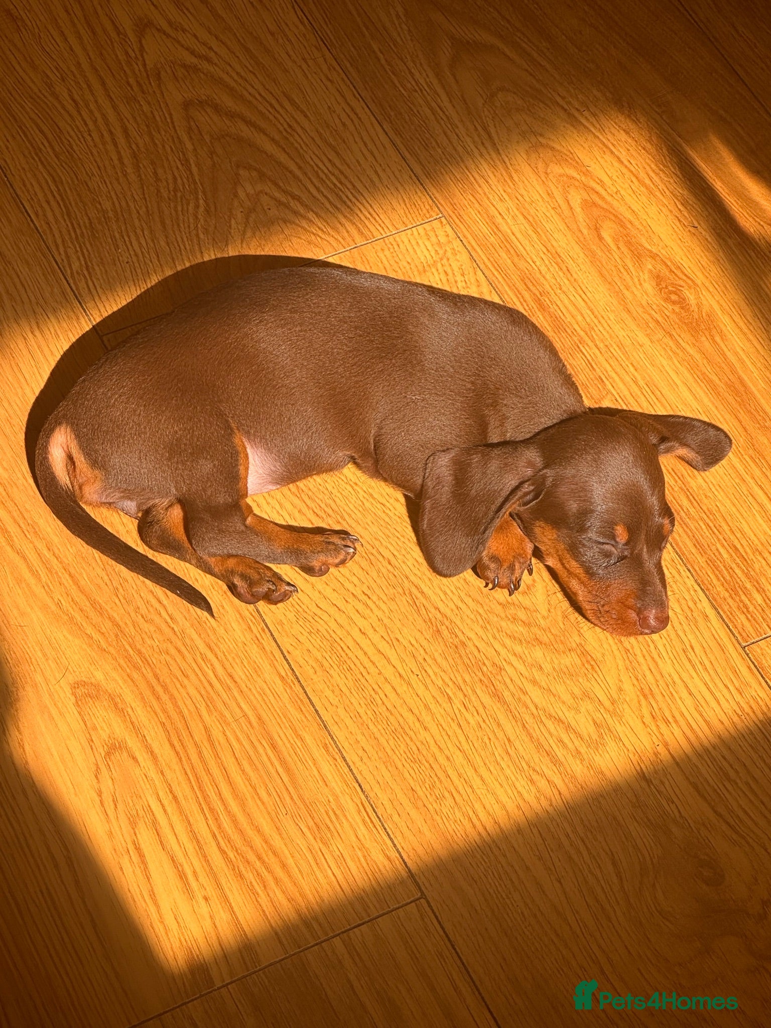 Miniature Dachshund dogs **1 girl left nearly ready **.  🐾 - Advert 2