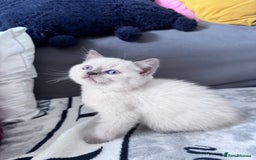 British Shorthair cats for sale: British shorthair Blue so beautiful  - Image 1