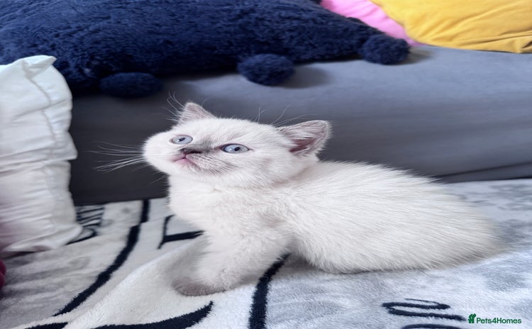 British Shorthair cats - Advert 13