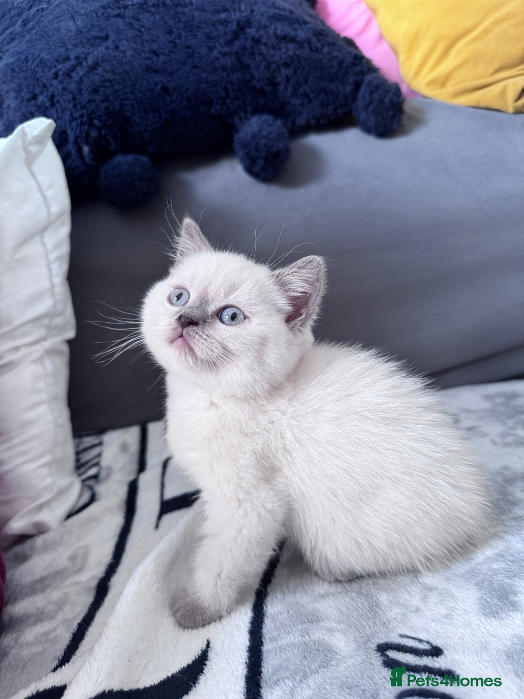 British Shorthair cats for sale: British shorthair Blue so beautiful  - Image 1