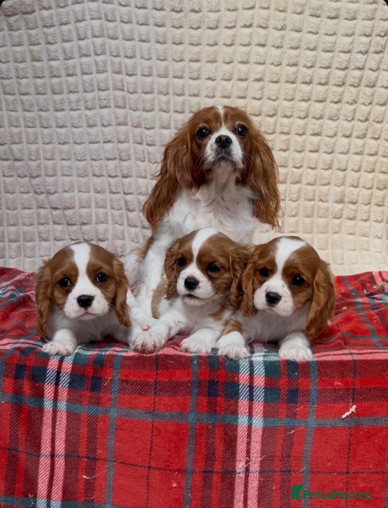 Cavalier King Charles Spaniel dogs STUNNING CAVALIER KING CHARLES BOYS  - Advert 1