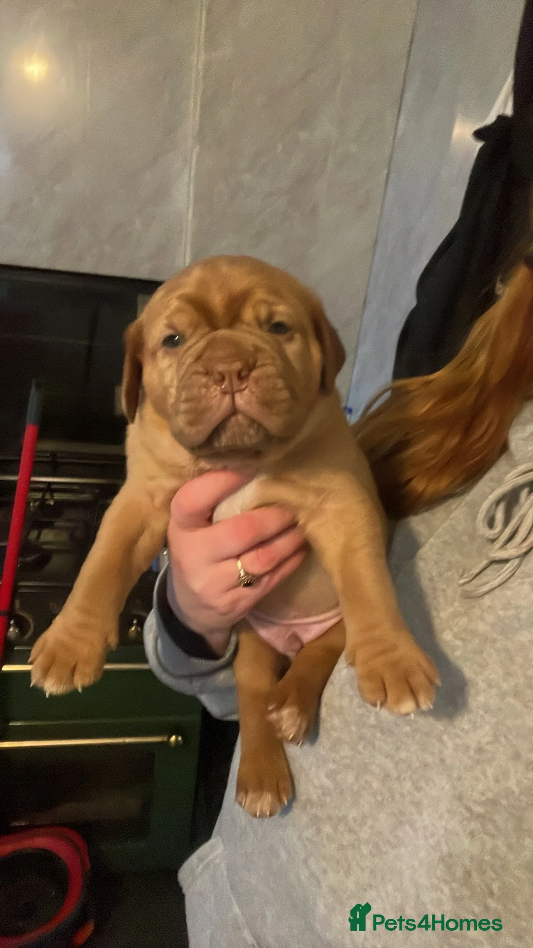 Dogue De Bordeaux dogs for sale: Last boy of the litter - Advert 2