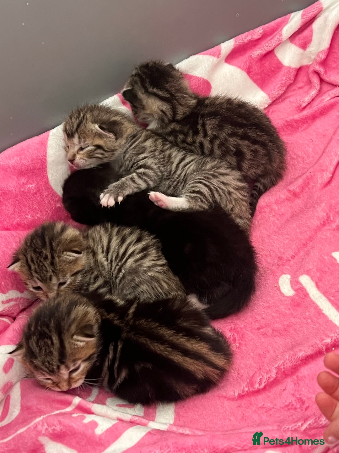 Mixed Breed cats for sale: 5 beautiful kittens for sale  - Image 4