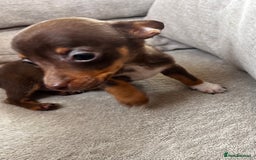 Mixed Breed dogs for sale: Adorable Dachshund x Pomchi Puppies - Image 17