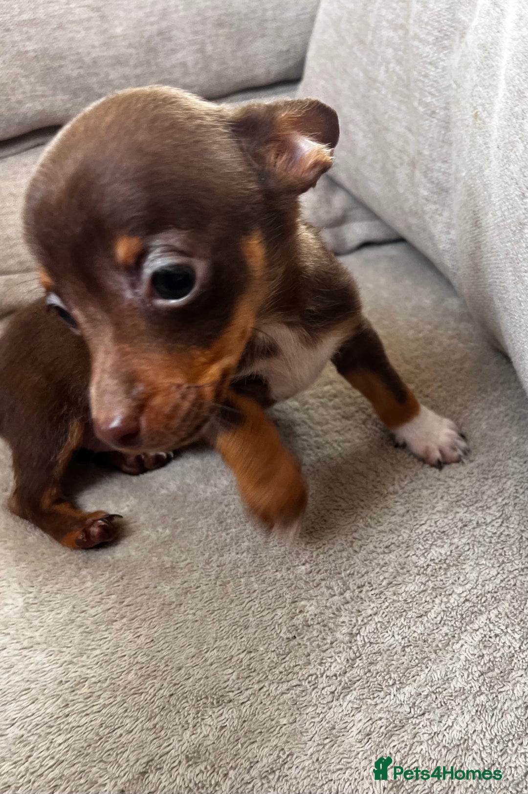 Mixed Breed dogs for sale: Adorable Dachshund x Pomchi Puppies - Image 17