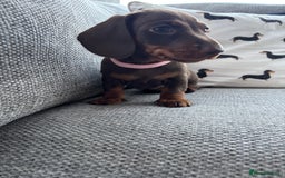 Miniature Dachshund dogs for sale: 3 Beautiful Chocolate and Tan Girls  - Advert 4