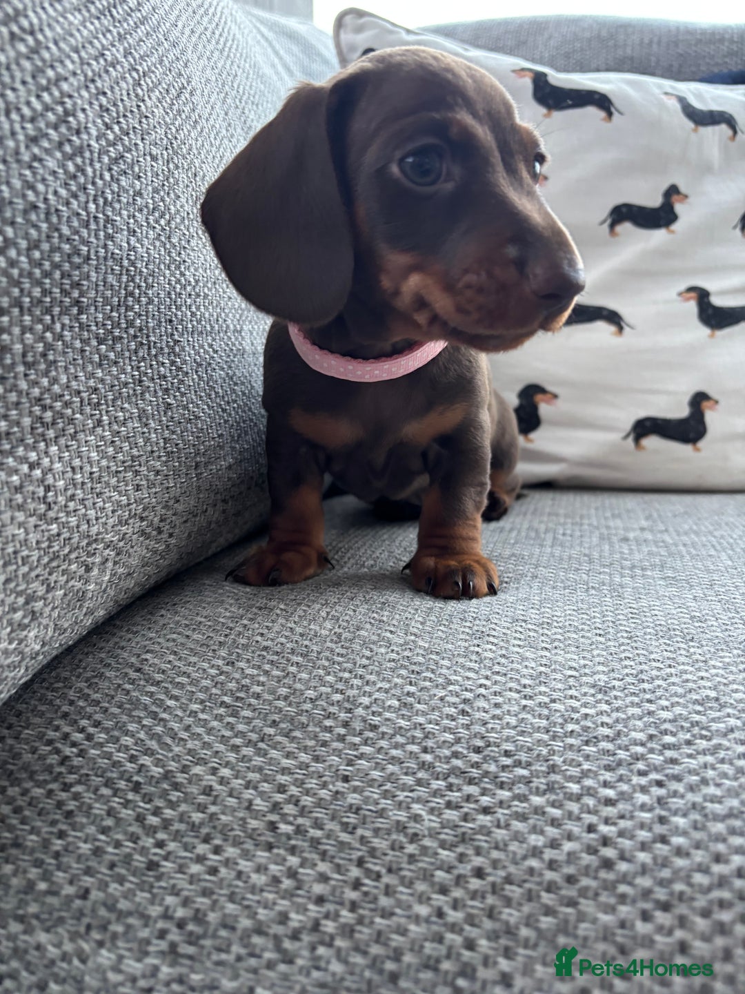 Miniature Dachshund dogs for sale: 3 Beautiful Chocolate and Tan Girls  - Advert 4