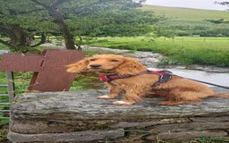 Mixed Breed dogs for sale: Cooper - Image 7